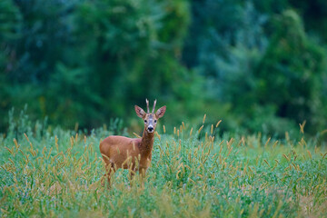 Roe deer ,, Capreolus capreolus ,,  in a field near the forest on a summer morning, Danubian wetland, Slovakia