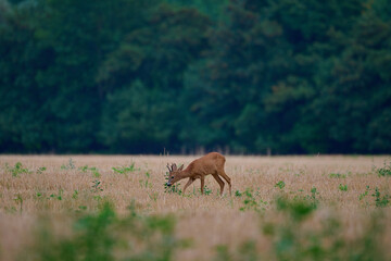 Roe deer ,, Capreolus capreolus ,,  in a field near the forest on a summer morning, Danubian wetland, Slovakia
