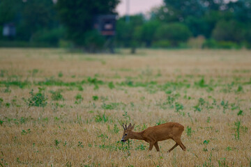 Roe deer ,, Capreolus capreolus ,,  in a field near the forest on a summer morning, Danubian wetland, Slovakia