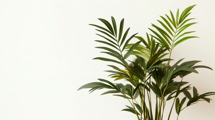 Lush Green Palm Leaves on a Plain White Background in High Resolution