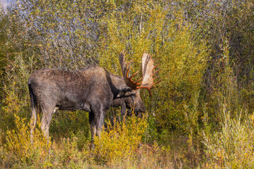 Bull Moose during the Rut in Autumn in Grand Teton National Park Wyoming
