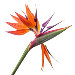 Obraz premium bird of paradise flower, detailed petals, sharp contrast