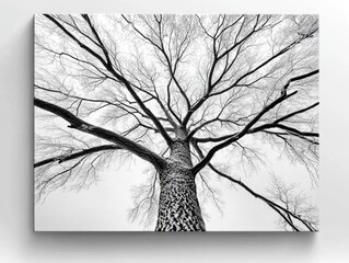 Tree Silhouette