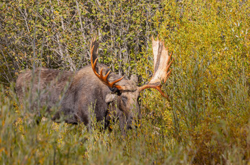 Bull Moose during the Rut in Autumn in Grand Teton National Park Wyoming