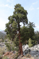 pine tree in the mountains