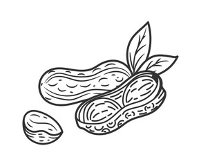 Flaxseed oil. Peanut sketch. Natural food. Nut ingredient. Line diet groundnut. Nutshell and leaf. Healthy vegan protein. Organic seed. Nutrition product. Vector vegetarian snack monochrome drawing