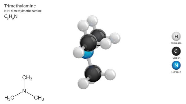 Trimethylamine. Animated 3D model of a molecule. Molecular formula: C3H9N. Chemical model: Ball and sticks. White background. 3D rendering. Seamless loop.