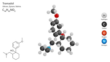 Molecule: Tramadol. Analgesic. Molecular structure. Formula: C16H25NO2. Chemical model: Ball and stick. White background. 3D illustration.