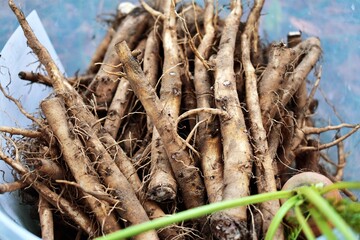 Dandelion plant roots in autumn 