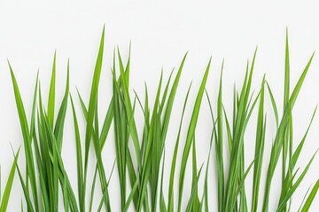 Green grass border on white background, nature backdrop (1)
