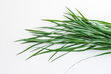 Fototapeta premium Fresh green grass blades on white background (1)