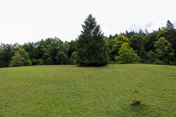 Prato verde di montagna con albero abete rosso bosco e cielo