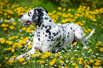 Dalmatian dog is lying on a lawn among blooming dandelions and daisies