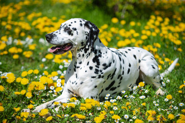 Dalmatian dog is lying on a lawn among blooming dandelions and daisies