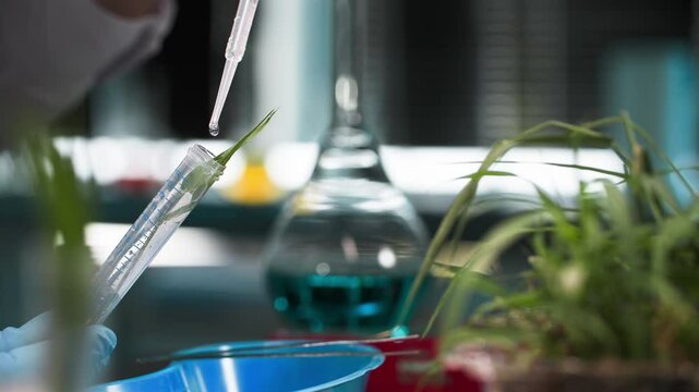 plant material analysis, professional male lab technician wearing protective gloves dripping chemical into test tube with plant for laboratory research, close-up