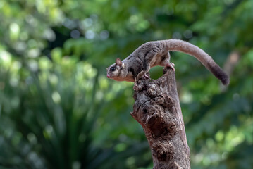 Sugar glider trying to jump from a tree log