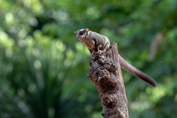 Sugar glider trying to jump from a tree log