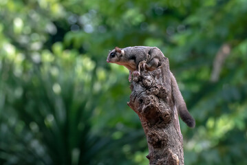 Sugar glider trying to jump from a tree log