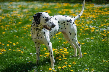 Dalmatian dog is staying on a lawn among blooming dandelions and daisies