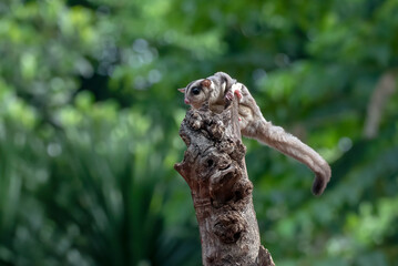 Sugar glider trying to jump from a tree log