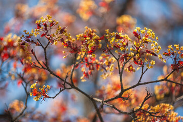 Young red leaves and yellow buds of the maple bloom closeup