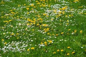 Spring meadow with flowering yellow dandelions and daisies in sunny day