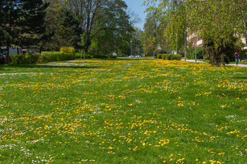 Spring meadow with flowering yellow dandelions and daisies in sunny day