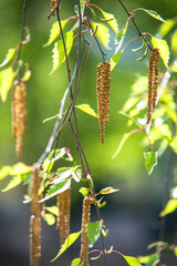 Birch tree catkins with cheerful green background in  spring