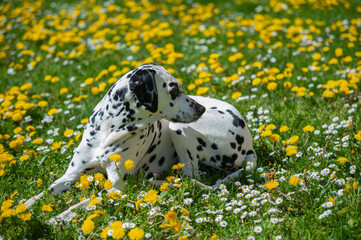 Dalmatian dog  lying on a lawn among blooming dandelions and daisies
