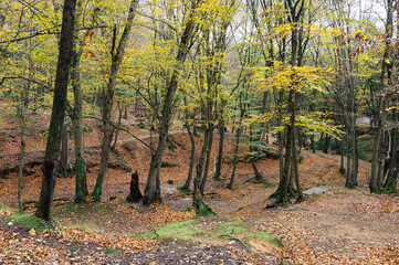 Scenery of autumn nature in Belgrade forest. Pathway near Istanbul, Turkey.