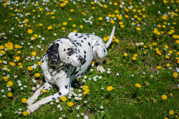 Dalmatian dog  lying on a lawn among blooming dandelions and daisies