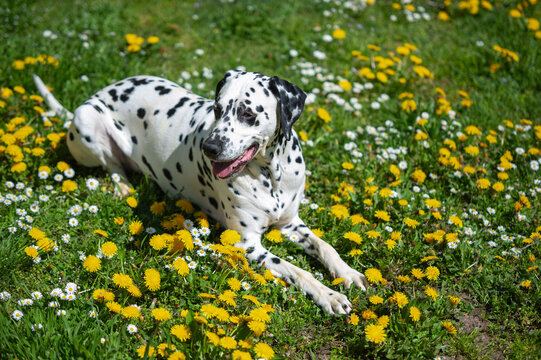 Dalmatian dog is lying on a lawn among blooming dandelions and daisies