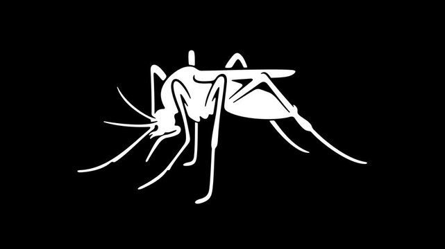 Mosquito, insect bloodsucking, gnat and midge, graphic animation. White. Alpha channel. Transparent background motion design. 4K resolution