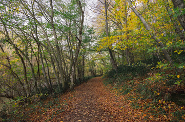 Scenery of autumn nature in Belgrade forest. Pathway near Istanbul, Turkey.