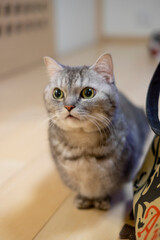 マンチカン_猫_短足