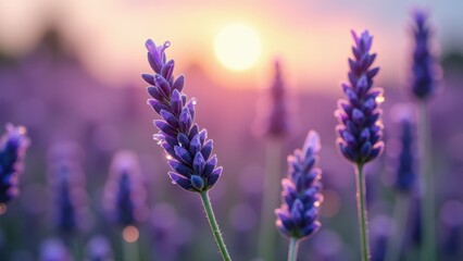 Obraz premium Close-up of lavender flowers in a sunlit field at sunset 