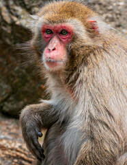 Obraz premium macaco Rhesus (Macaca mulatta)