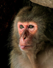 Obraz premium macaco Rhesus (Macaca mulatta) close up de cabeza de mono con gesto gracioso sacando la lengua 