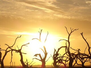 silhouette of tree © Lorena
