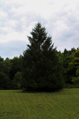 Albero solitario Abete rosso Picea Abies o Peccio con sfondo bosco e cielo