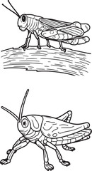 Set of Grasshoppers line art vector on white background.