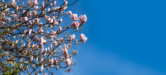 panorama of Pink magnolia buds and flowers sway against blue sky, soft pastel colors and gentle movement create sense of springtime beauty, new beginnings and optimism