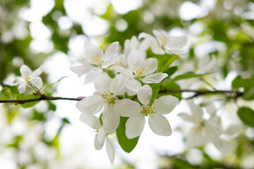 Close-up white Blooming apple tree blossoms. Fresh spring flowers. Perfect for spring themes and...
