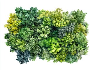 Various plants on white background