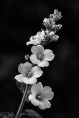 White flowers on a stem, botanical focus.
