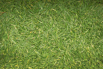 Layer of fallen needles of a pine tree. Background