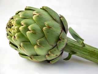artichoke on a green background