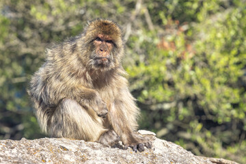 Monkey on Gibraltar, British Overseas Territory and city on the Iberian Peninsula. Barbary macaque...