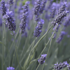 Naklejka premium Artistic illustration. A close-up of a flowering plant is lavender.