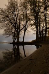 Trees at Night on the Beach